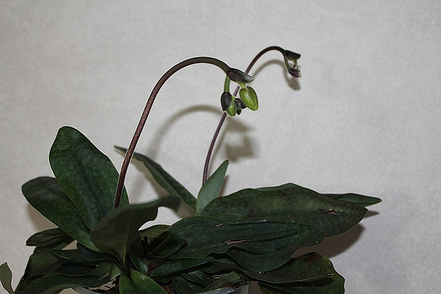 Paphiopedilum Deperle