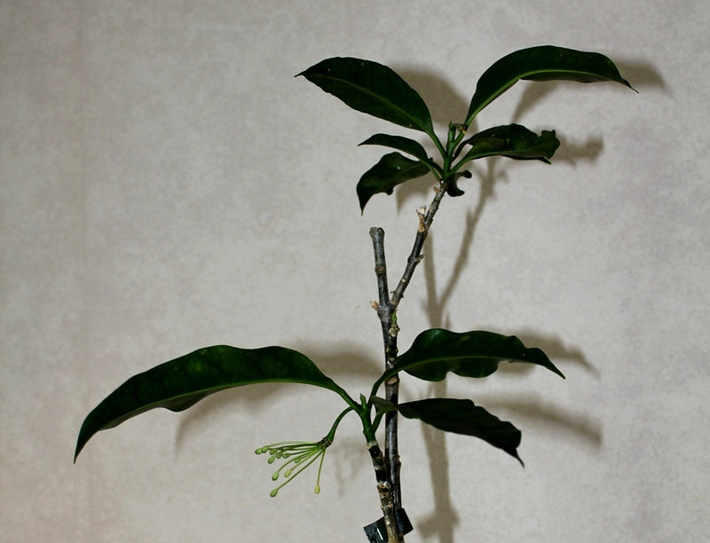 Hoya multiflora (2)