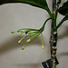 Hoya multiflora (3)