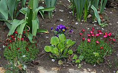 Saxifrages arendtsii et urbanum