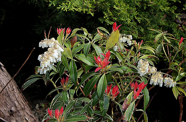 Pieris japonica