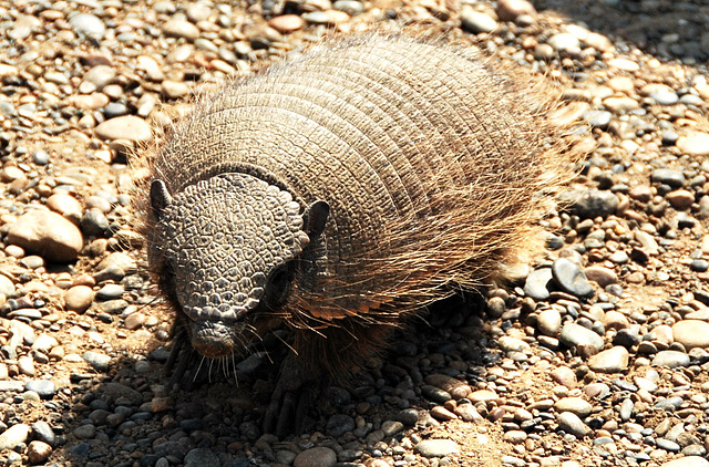 Hairy Armadillo - milieu naturel