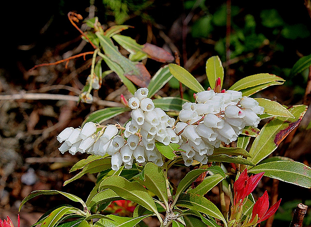 Pieris japonica