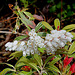 Pieris japonica