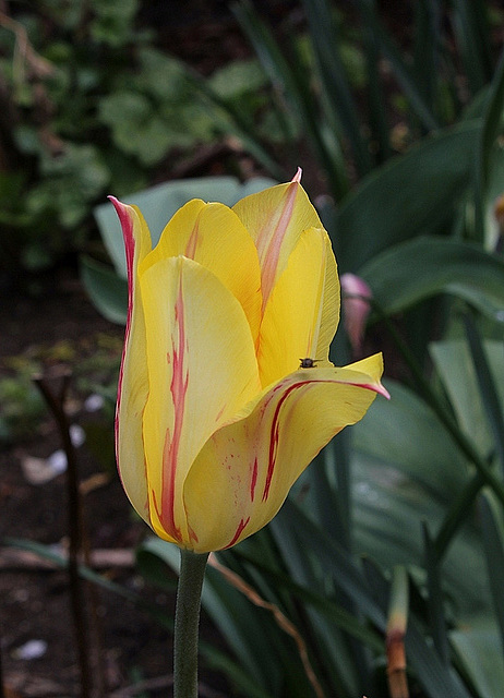 Tulipe géante 'Blushing Beauty '