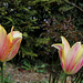 Tulipe géante 'Blushing Beauty '