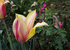 Tulipe géante 'Blushing Beauty '