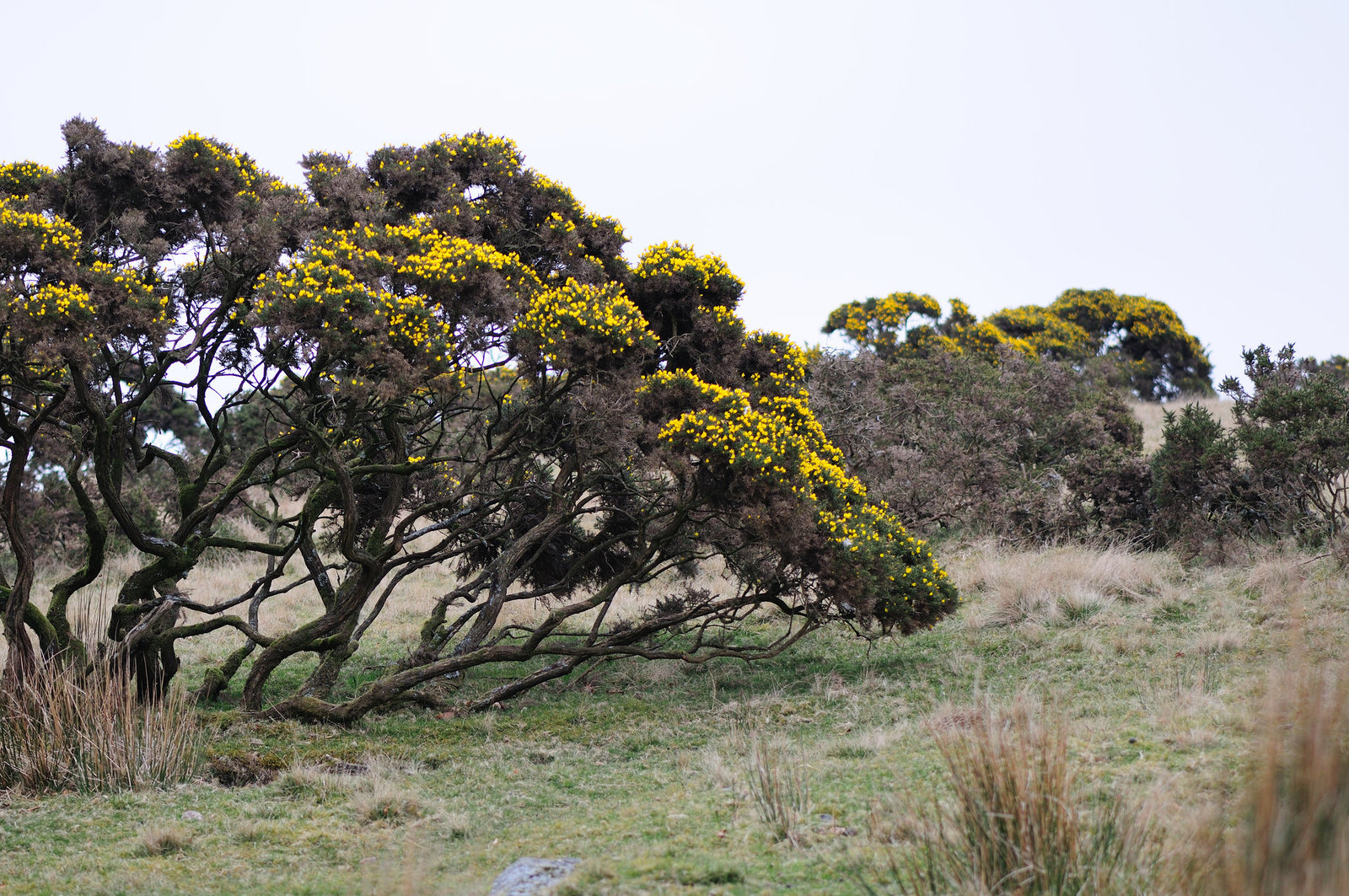 Dartmoor - 120331