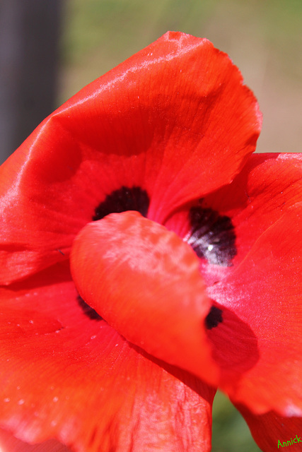 ROUGE COQUELICOT ***