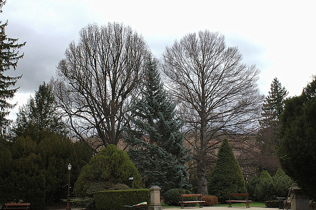 Chêne et hêtre