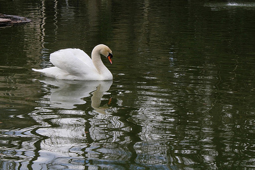 cygne