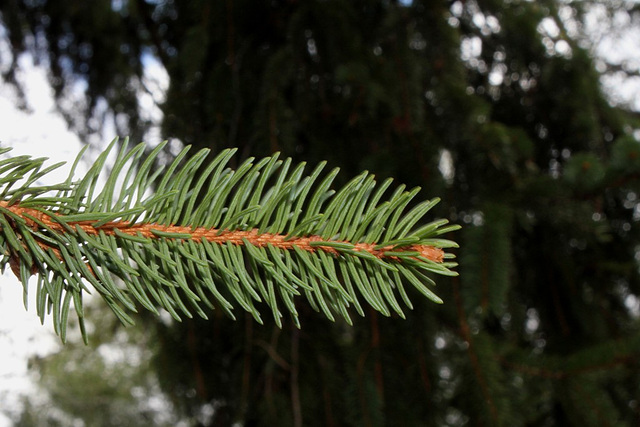 Picea