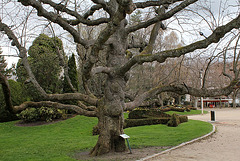 Magnolia acuminata