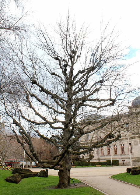 Magnolia acuminata (2)