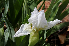 Iris nain Lily White