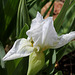 Iris nain Lily White