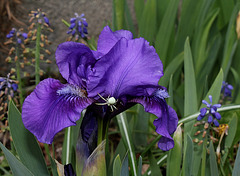 Iris nain 'Banburry Ruffles '