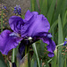 Iris nain 'Banburry Ruffles '