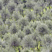 Olivenbaumplantage
