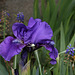 Iris nain 'Banburry Ruffles '