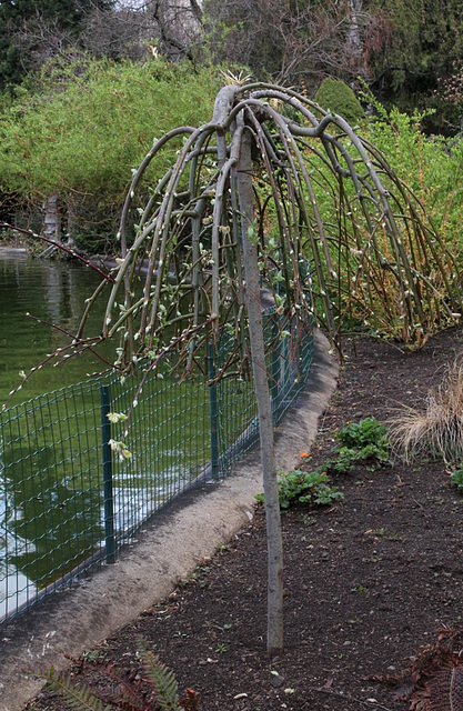 Saule marsault pleureur