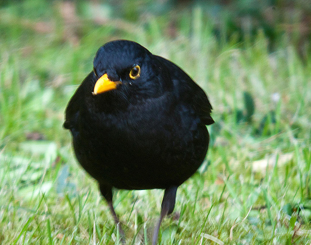 20120418 8625RNDw [D~LIP] Amsel, Bad Salzuflen