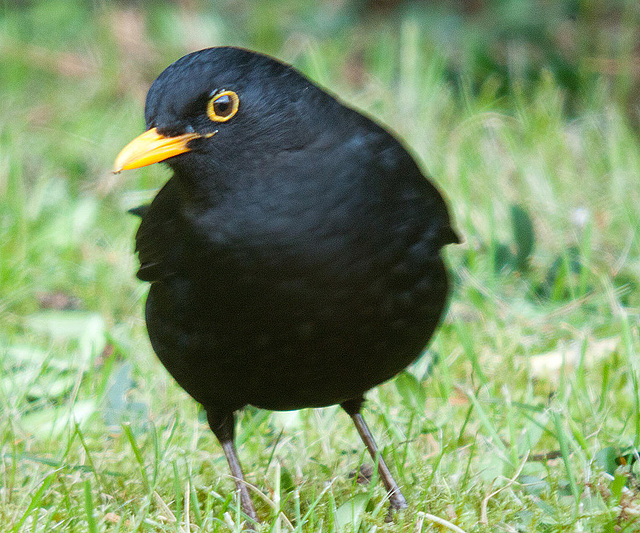 20120418 8624RNDw [D~LIP] Amsel, Bad Salzuflen