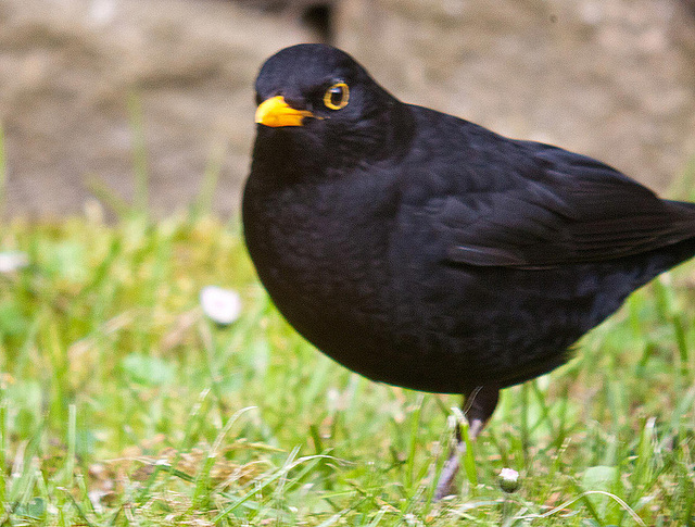 20120418 8621RNDw [D~LIP] Amsel, Bad Salzuflen