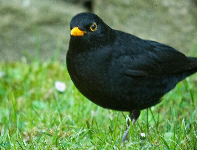 20120418 8620RNDw [D~LIP] Amsel, Bad Salzuflen