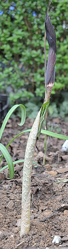 arisaema mayebarae DSC 0183