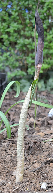 arisaema mayebarae DSC 0183