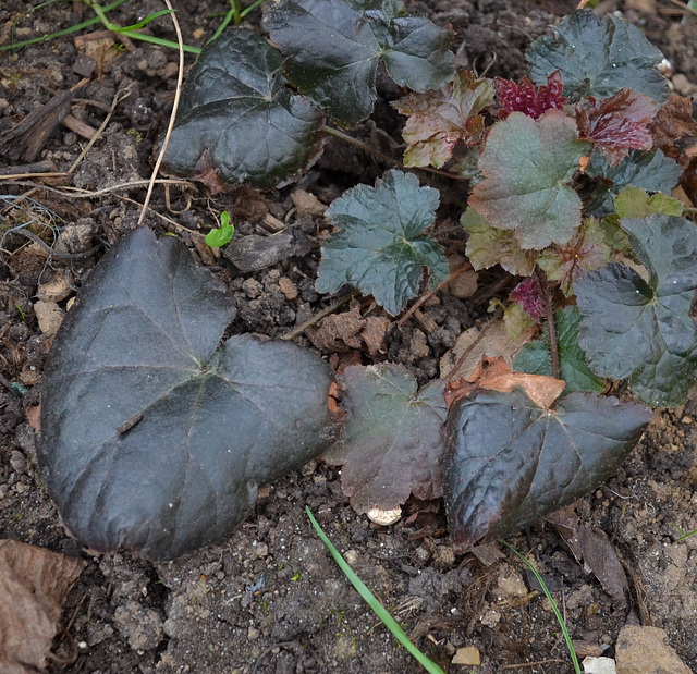 Heuchera micrantha 'palace purple' DSC 0186