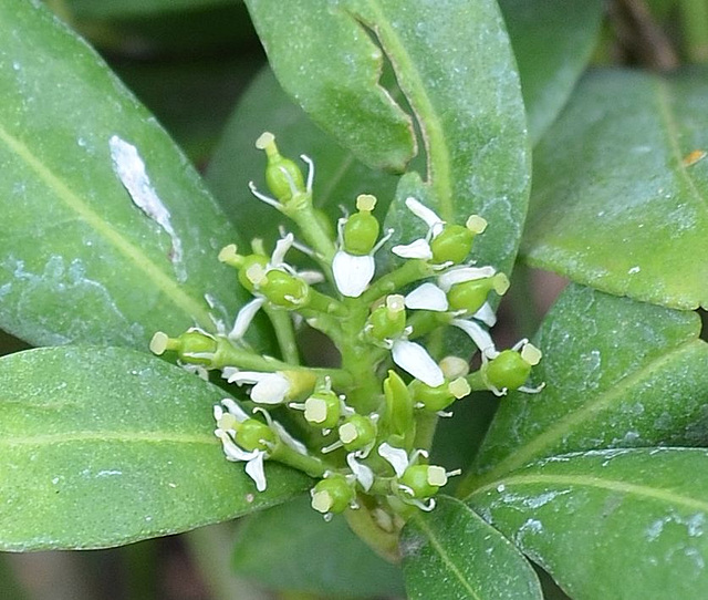 skimmia japonica 'kew white' DSC 0189