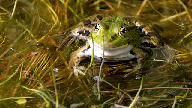 Grenouille hilare....