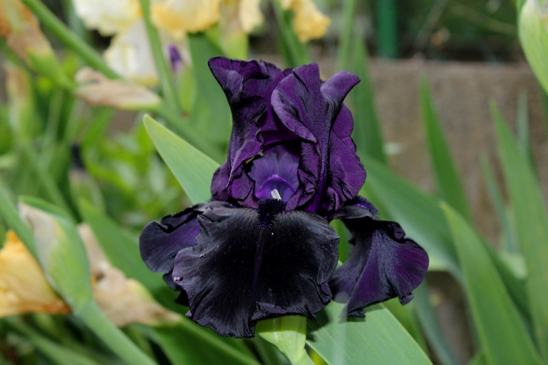 Iris Hello Darkness