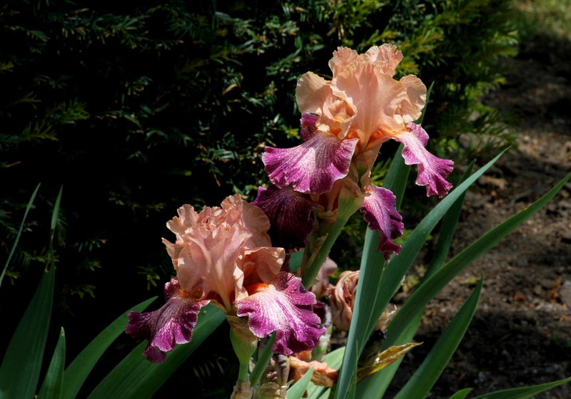 Iris Secret Melody