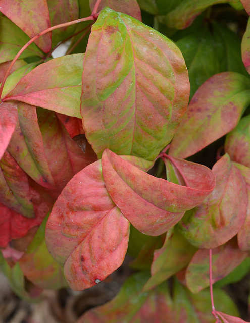 Nandina domestica 'fire power' DSC 0196