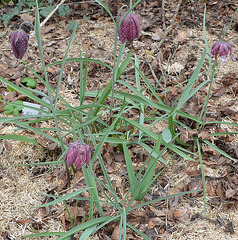 Fritilaire méléagris DSC 0202