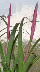 Bilbergia nutans DSC 0203