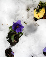 Vom Schnee überrascht