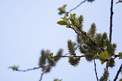 20120418 8619RNDw [D~LIP] Weide, Bad Salzuflen