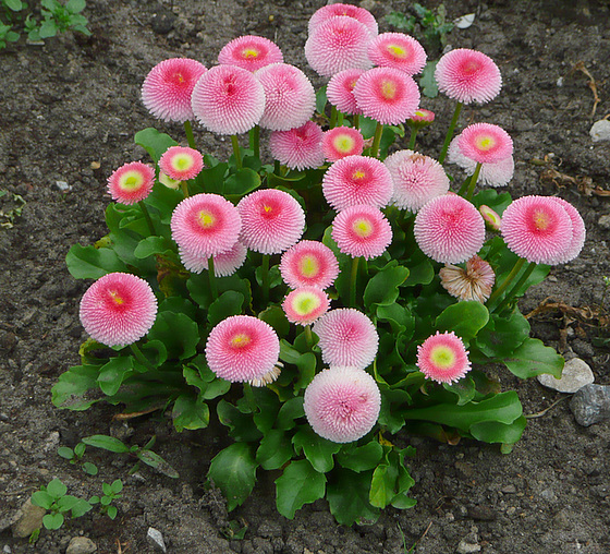 Blumen und Blüten - Tausendschön - Lekanteto