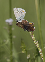 Couple d'azuré de la bugrane