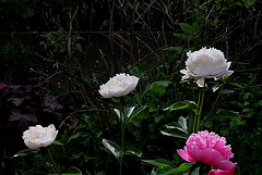 Pivoine à identifier