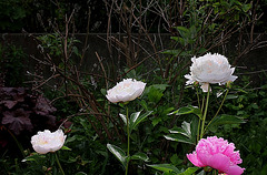 Pivoine à identifier