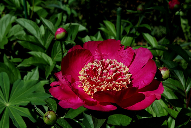 Pivoine Madame Henri Fuchs