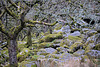 Wistmans Wood - Dartmoor - 120331