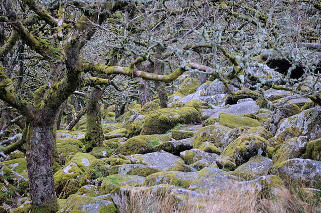Wistmans Wood - Dartmoor - 120331