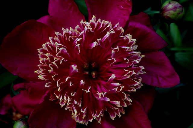 Pivoine Madame Henri Fuchs