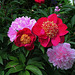 Pivoines Madame Henry Fuchs et Triomphe de l'exposition de Lilles
